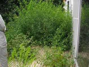 東京・田園調布　　庭の手入れ：その４