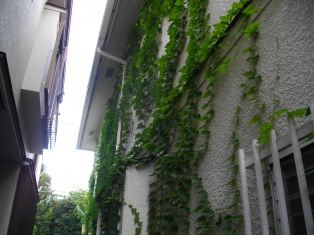 東京・田園調布　　庭の手入れ：その５